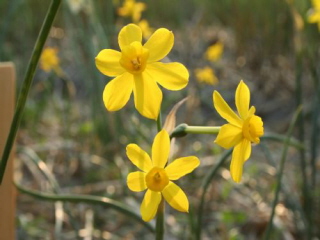 Narcissus 'Simplex' Jonquille bestellen